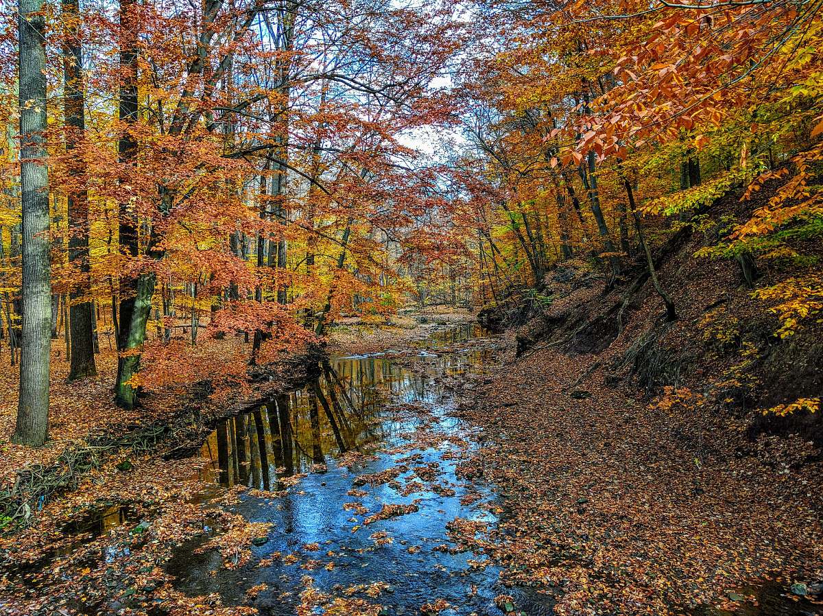parma heights body of water flowing in the middle of woods oh 44130